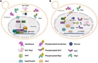 Moonlighting Proteins: The Case of the Hexokinases